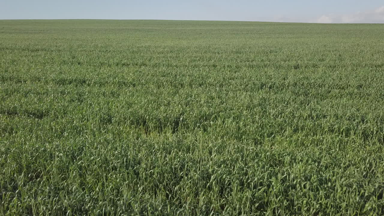 volando sobre los campos