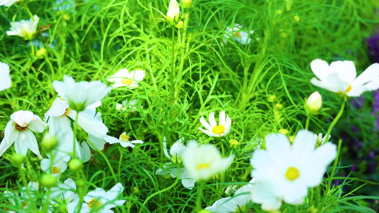 정원 에 있는 색 우주 꽃