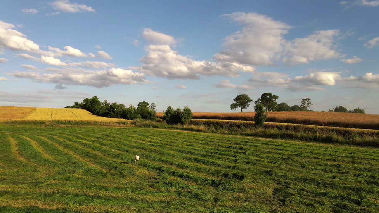 una cigüeña blanca y negra caminando y buscando comida en medio de un campo verde con un hermoso paisaje rural en el fondo