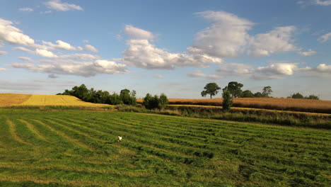 una cicogna bianca e nera che cammina e cerca cibo nel mezzo di un campo verde con un bellissimo paesaggio di campagna sullo sfondo