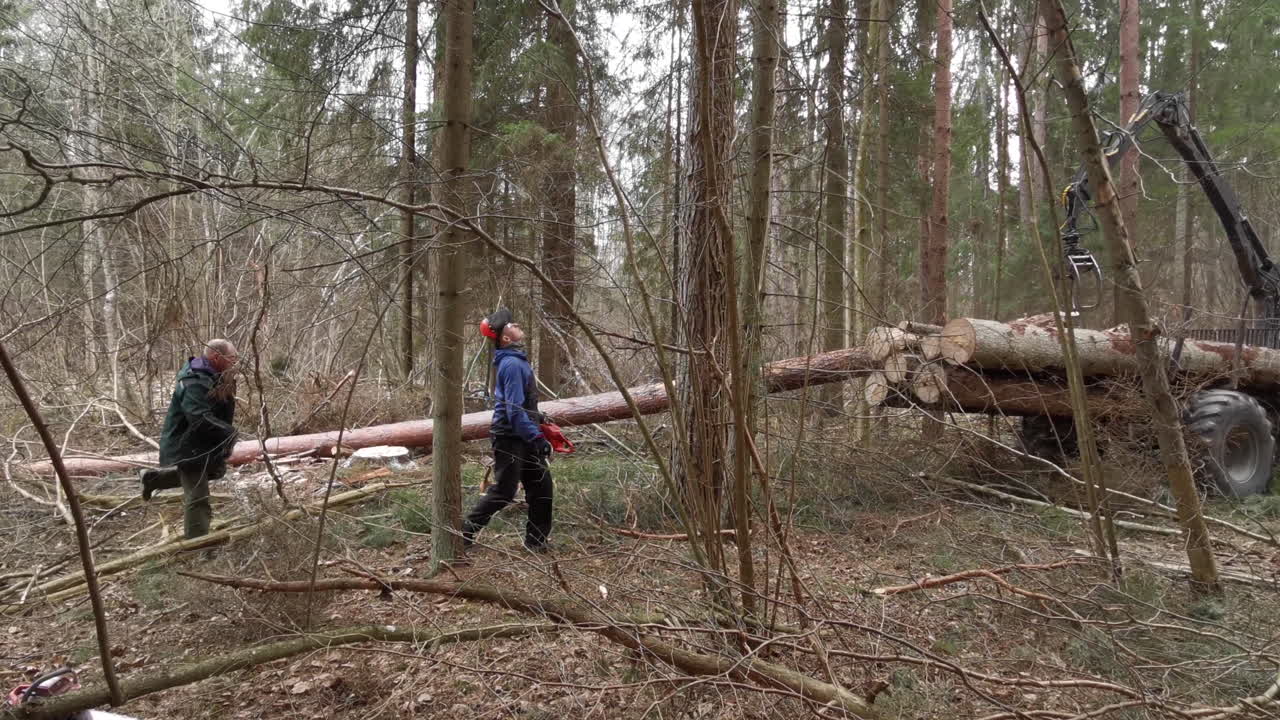 Two lumberjacks measuring logs for cutting to length and loading in tractor trailer in forest