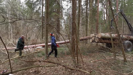 Zwei-Holzfäller-Messen-Baumstämme-Zum-Zuschneiden-Auf-Länge-Und-Zum-Verladen-In-Einen-Traktoranhänger-Im-Wald