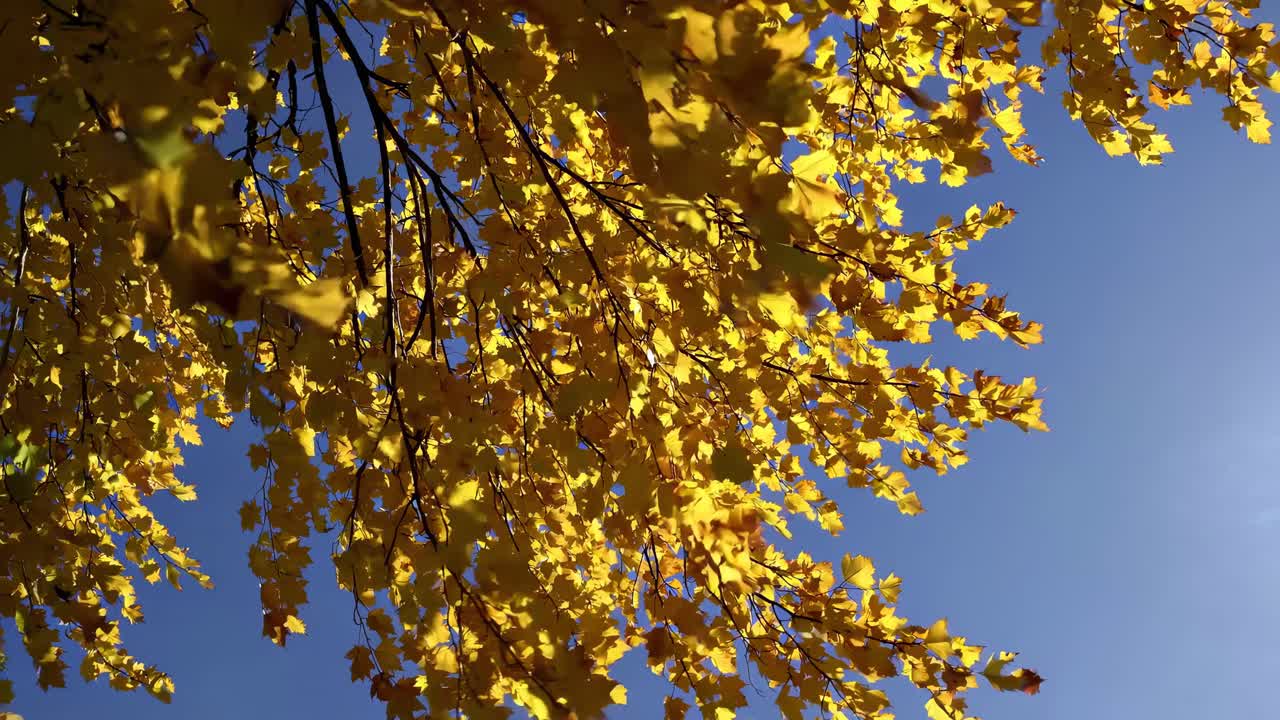 Upward angle video capturing vibrant yellow autumn leaves against a clear blue sky