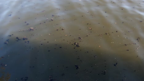 bright scenic footage taken around the trentham gardens estate, uk