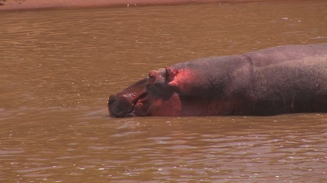 un hipopótamo toma un trago de agua en un río