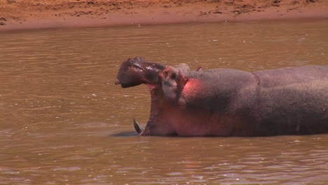 Ein-Nilpferd-Nimmt-Einen-Schluck-Wasser-In-Einem-Fluss