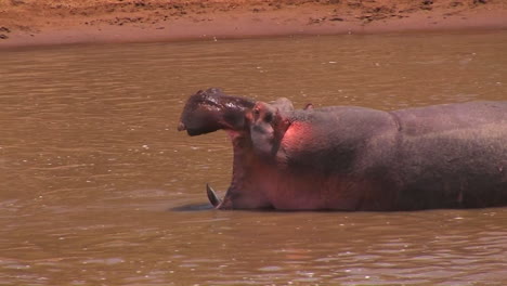 a hippopotamus takes a gulp of water in a river