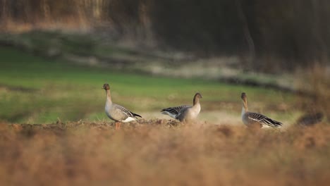 cría de gansos de frijol en el campo del norte de europa