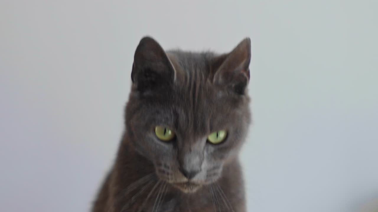 Close-up on face of alert and curious Chartreux cat with green eyes that looks up and around, showcasing its expressive face and beautiful fur