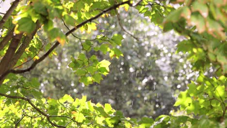 summer rain drips on maple leaves on a sunny day.