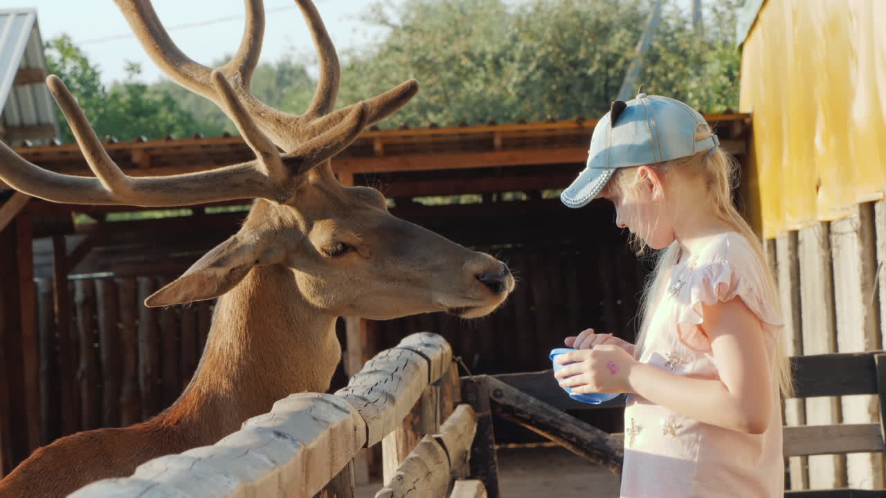 나무 울타리 근처에서 사슴에게 먹이를 주는 어린 소녀
