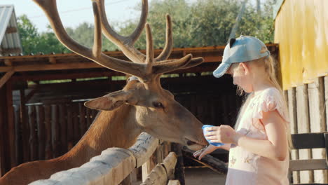 Little-Girl-Feeding-A-Deer-Near-The-Wooden-Fence