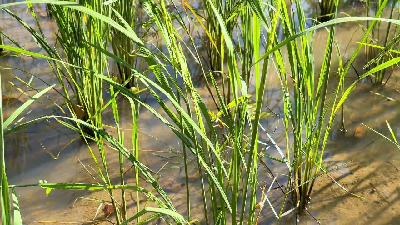 plantas de arroz verdes vibrantes en un campo iluminado por el sol