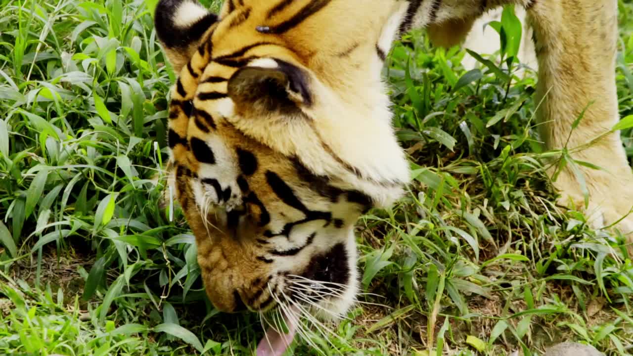 primer plano del tigre javan jugando con hierba verde