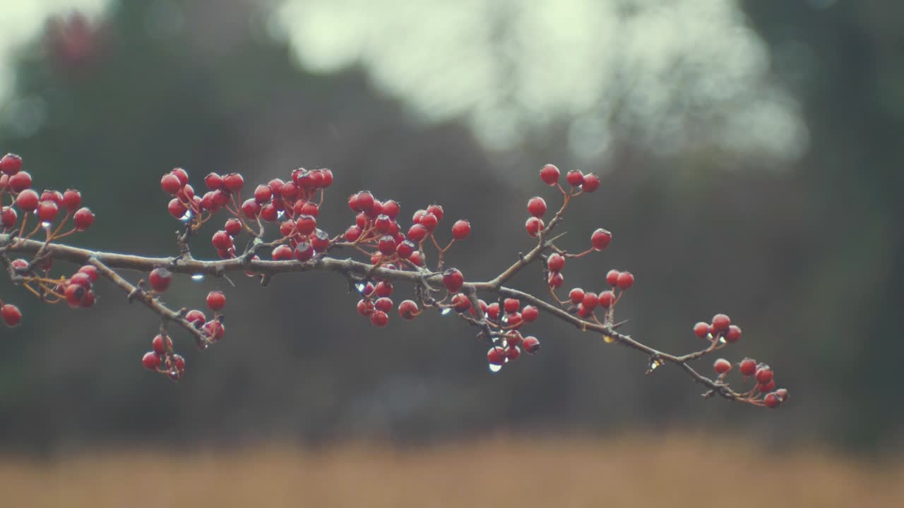 bayas rojas en la rama de invierno. camara lenta