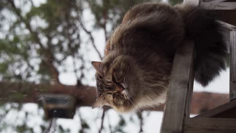 vertical view of adorable fluffy persian cat during snowfall daytime