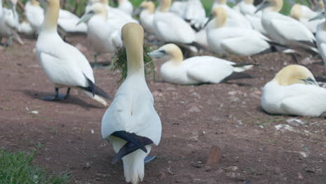 Experience-the-enchanting-world-of-Northern-Gannet-birds-as-they-exhibit-their-natural-behavior-in-stunning-4K-slow-motion