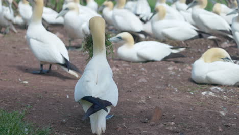 experimente el mundo encantador de las aves del norte mientras exhiben su comportamiento natural en impresionante cámara lenta de 4k