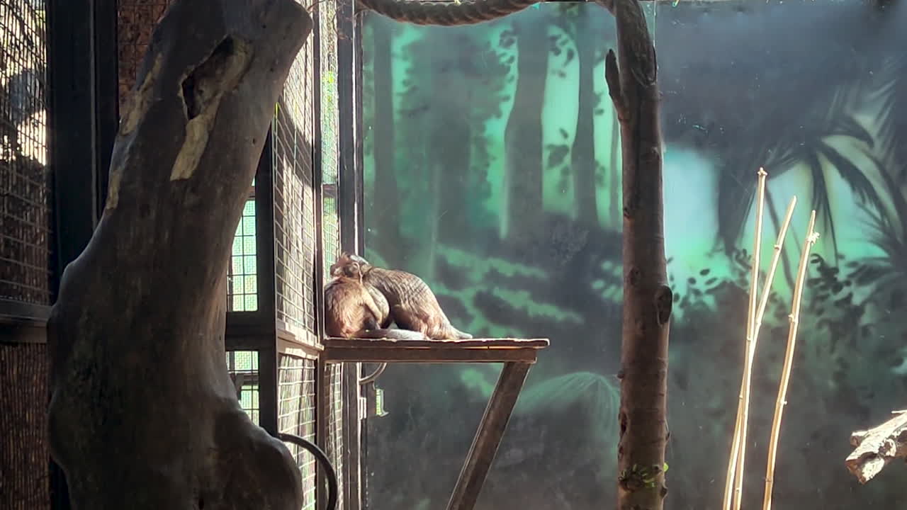 Monkey eating on wooden platform at Jungle Safari Kevadiya Gujarat India, wild animal behavior in controlled habitat, forest theme, wildlife tourism, nature conservation concept