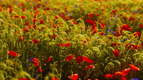 Beautiful-sunny-day-in-countryside