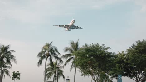 airplane landing over palm trees