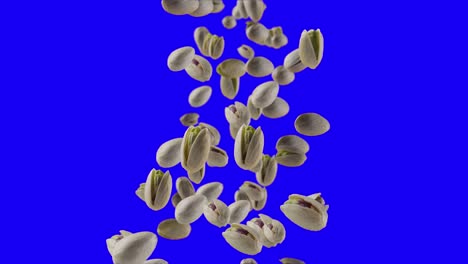 falling of roasted pistachios in blue screen background
