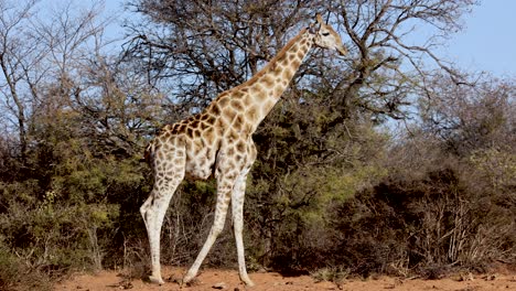 gran jirafa adulta alta caminando a través de pastizales del desierto africano, primer plano
