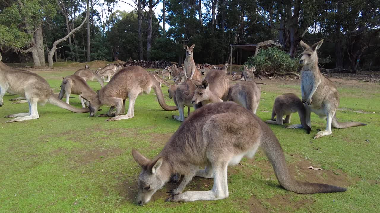 Group of kangaroos sitting around and standing up