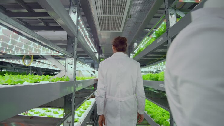 Project Manager - growing organic vegetables monitors the work of employees and polls the results of the harvest. Camera follow the head