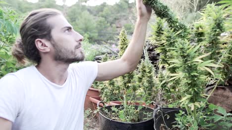 Man inspecting marijuana plants in a garden