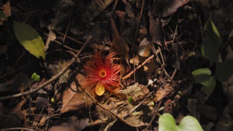 brilliantly colored rare red flower on the ground growing right at the place sunlight hits the forest floor of the caryocaraceae sp