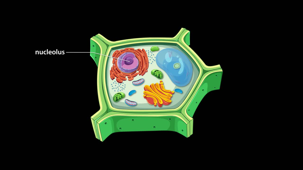 Animation illustrating plant cell structure with labeled organelles, vibrant colors, and smooth transitions on a black background