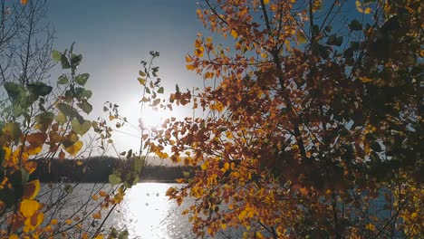 Hojas-Y-árboles-Cerca-De-La-Parte-Del-Río-Danubio-En-La-Temporada-De-Otoño