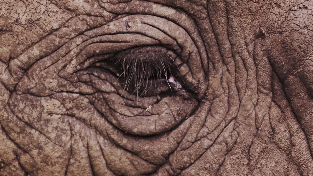 ojo de elefante africano retrato de cerca en el parque nacional serengeti en tanzania en áfrica, detalle extremo de cerca de los ojos y la cara de los elefantes en la vida silvestre africana safari animales game drive