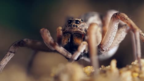 huge female wolf spider throroughly grooms her leg