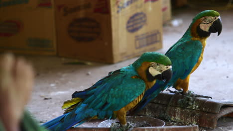 A-couple-of-Blue-and-yellow-Macaws-in-an-indigenous-shelter-in-the-city-of-Minaçú,-State-of-Goiás,-Brazil