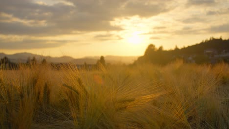 Close-up-of-a-wheat-field-at-sunset