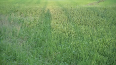 shadow of a man walk at field.