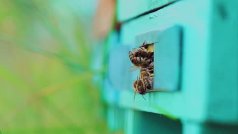 slow motion of honey bees flying around beehive. an apiary in the summer.