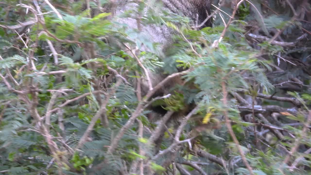 Close-up of mouth and tongue of antelope feeding from bush branches