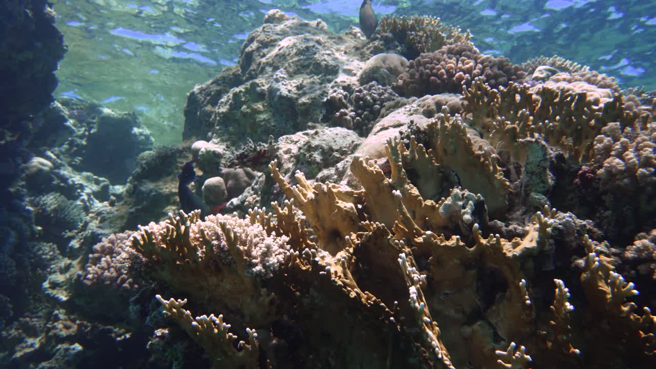 Swimming closeby colorful corals with fish swimming around in 4k