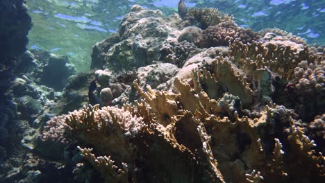 swimming closeby colorful corals with fish swimming around in 4k
