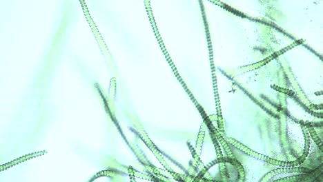 vista microscópica de las algas verdes azules spirulina sp