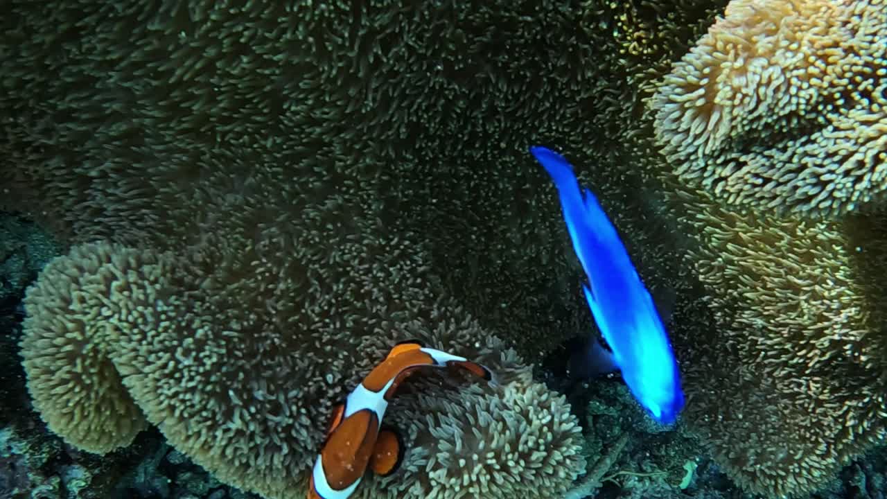 Nemo e Dory nascosti in un anemone - Primo piano, ripresa subacquea
