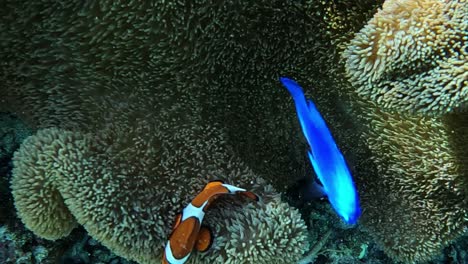 nemo and dory hiding inside an anemone - close up underwater shot