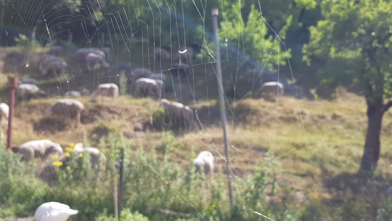 아침 동안 백그라운드에서 초점이 맞지 않는 양과 함께 움직이는 거미줄의 정적 보기