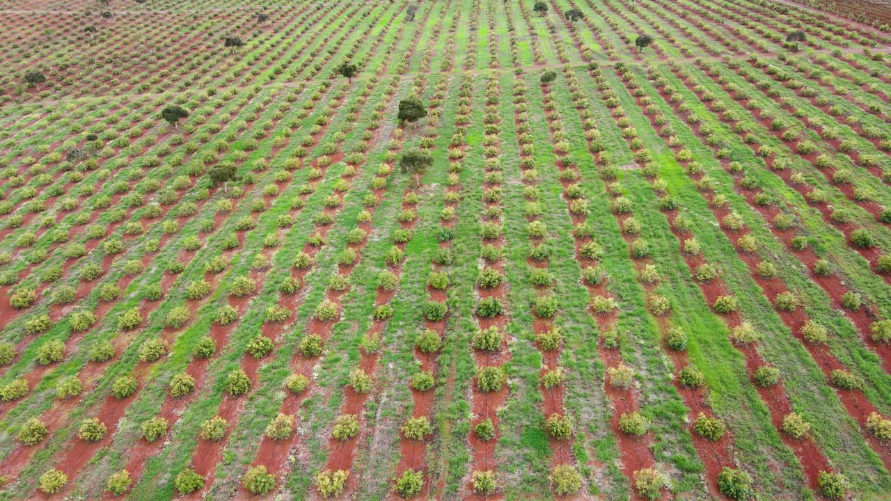 스마트 농업 기술 - 케냐 아보카도 농장의 공중 드론 보기
