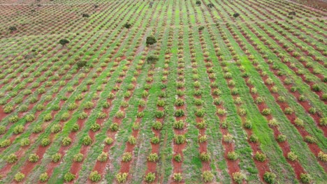 tecnología de agricultura inteligente: vista aérea de drones de una granja de aguacate en kenia