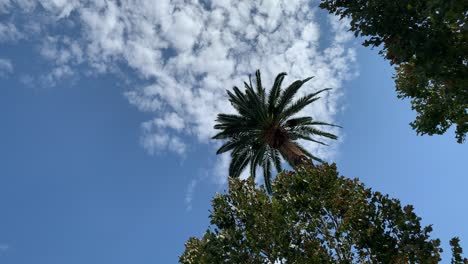 palm trees on a sunny blue day