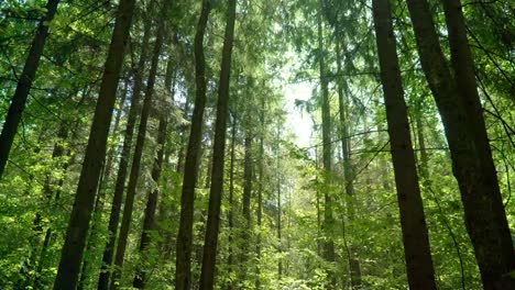Walk-through-summer-forest.-Sunny-rays-among-crowns-of-trees-in-dense-forest
